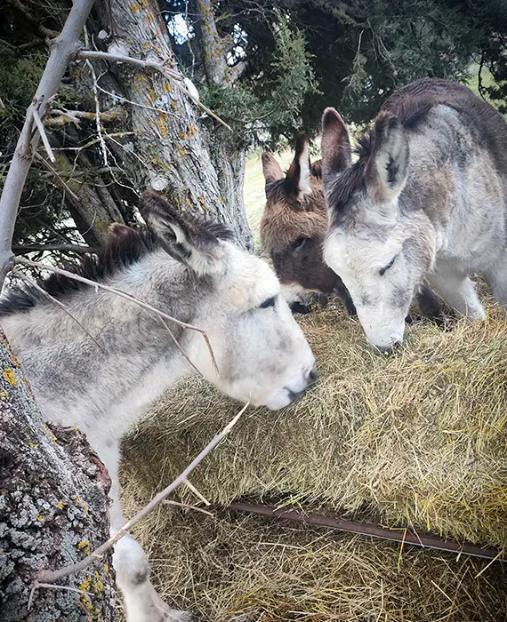 Casa de los Maestros - Burrita